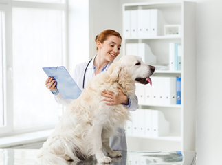 Chien chez le vétérinaire